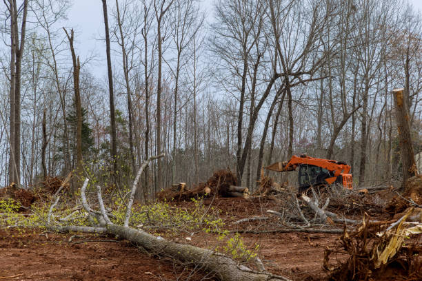 How Our Tree Care Process Works  in  Horseshoe Bay, TX